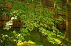 Kyoto6