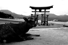 Hiroshima105-宮島『Miyajima』