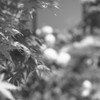 Trip to Kamakura28