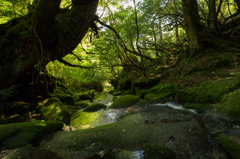 屋久島の森