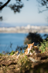 海の見える丘