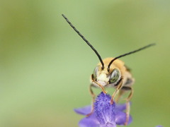 オホホホ