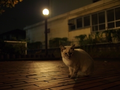 夜ねこ