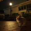 夜ねこ