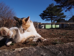 オリンパスブルー