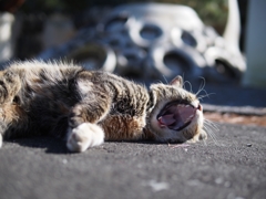 あったかいにゃああ