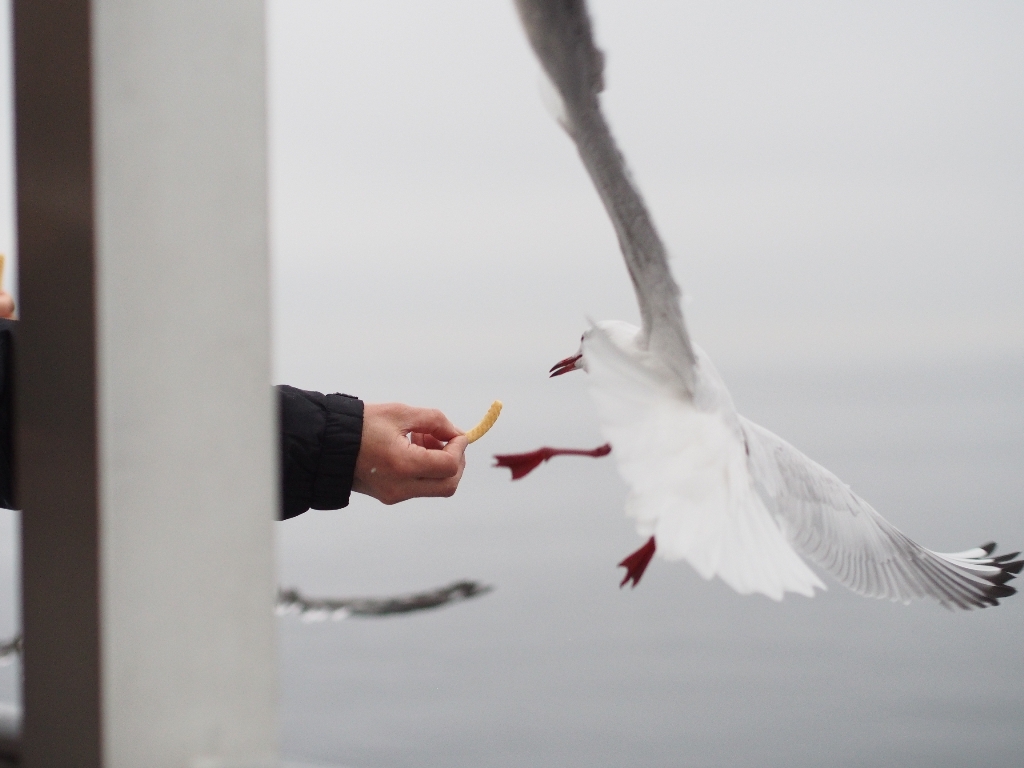 獲物を捕らえよ