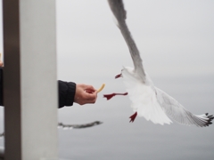 獲物を捕らえよ