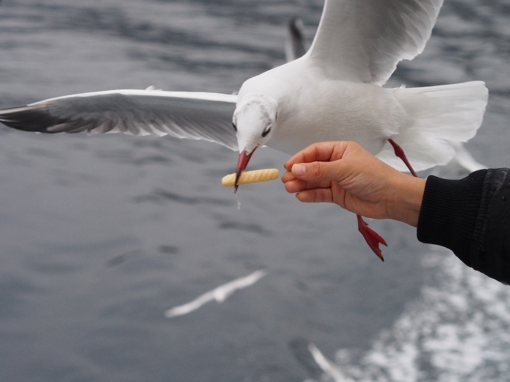 カモメが喰いつく瞬間