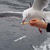 カモメが喰いつく瞬間