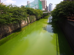 緑の目黒川