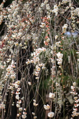 広島、縮景園の梅