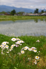 安曇野　遠くにアルプス…は雲で見えない。