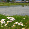 安曇野　遠くにアルプス…は雲で見えない。