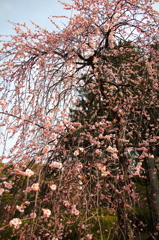 広島、縮景園の梅