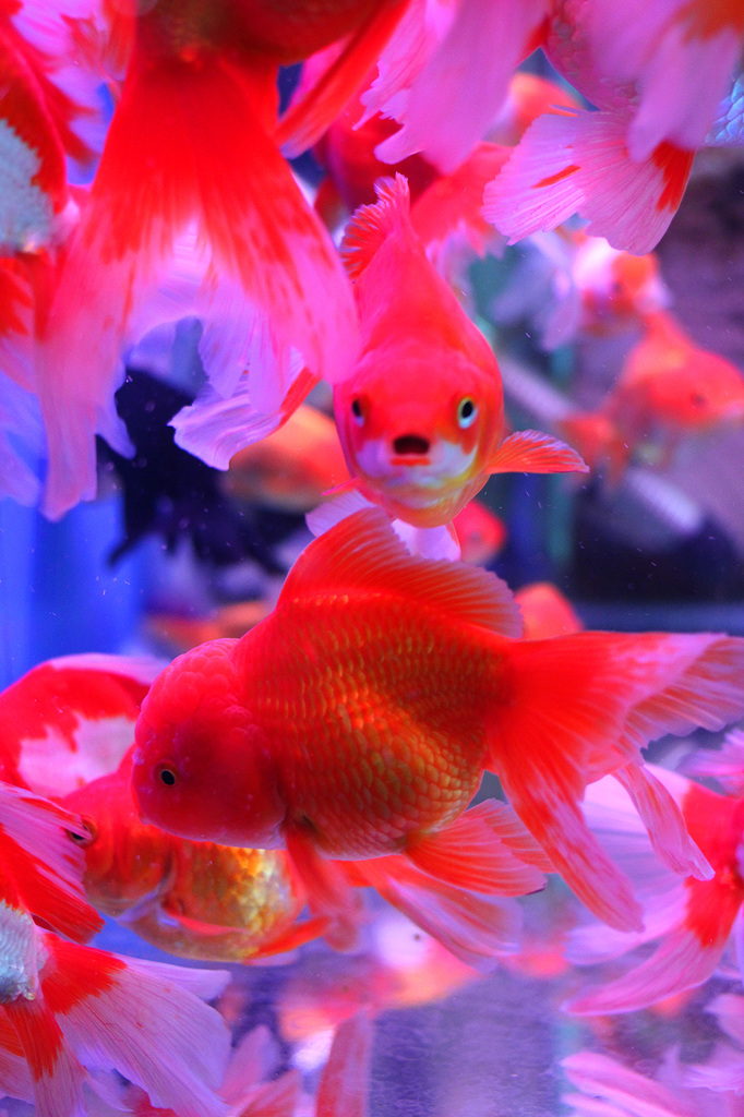 ハノイ　金魚