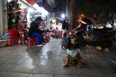 ハノイ　旧市街の犬