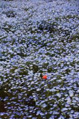 ネモフィラ畑　ピンクの花が混ざっちゃった