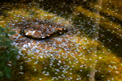 銀閣寺