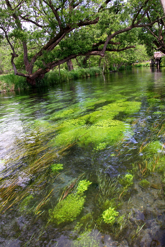 安曇野　わざび農園の川