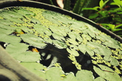 カンチャナブリ　玄関の水草