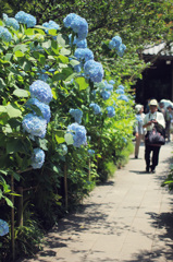 鎌倉　初夏のあじさい