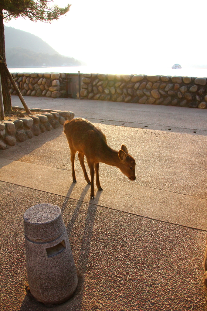 厳島神社のシカ