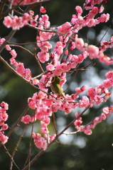 広島、縮景園の梅とメジロ