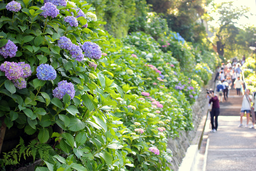 鎌倉　初夏のあじさい（成就寺）