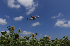 ひまわりと飛行機