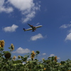 ひまわりと飛行機