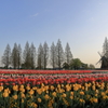 チューリップ　あけぼの山農業公園