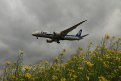 菜の花と飛行機（787）