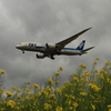 菜の花と飛行機（787）