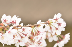 桜３