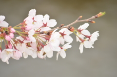 桜２