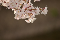 桜１