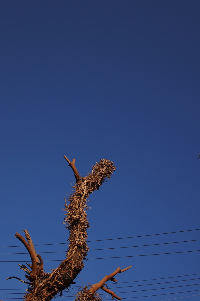空が青いから