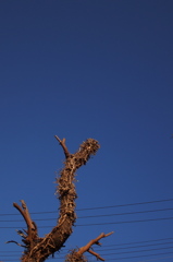 空が青いから