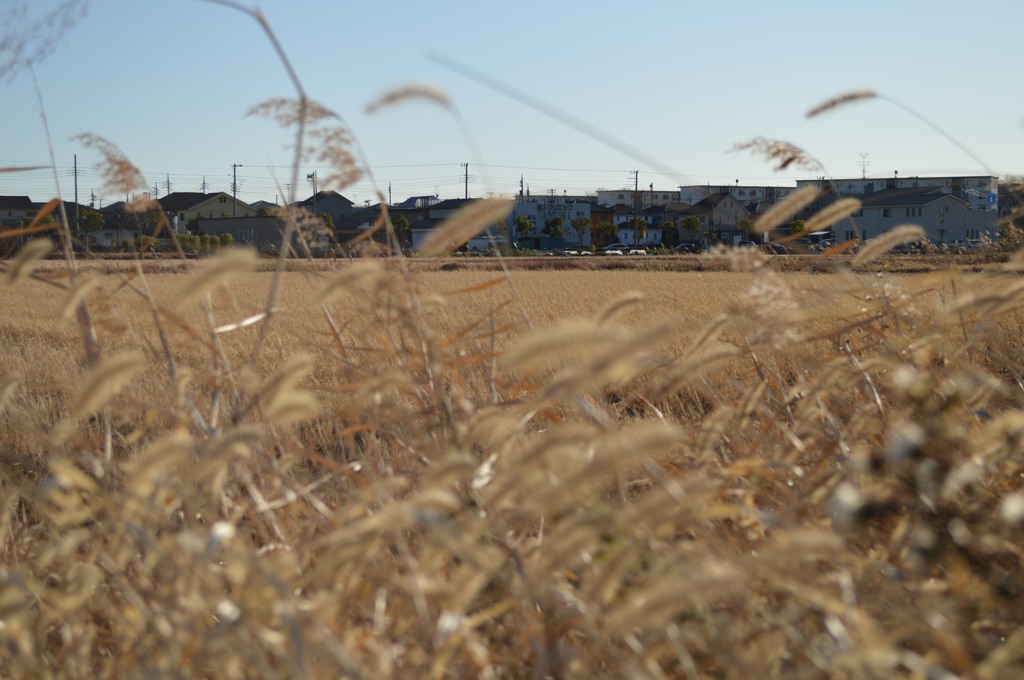 冬の田園