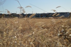 冬の田園
