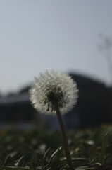 タンポポ１