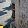 何かを待つ尾道の猫