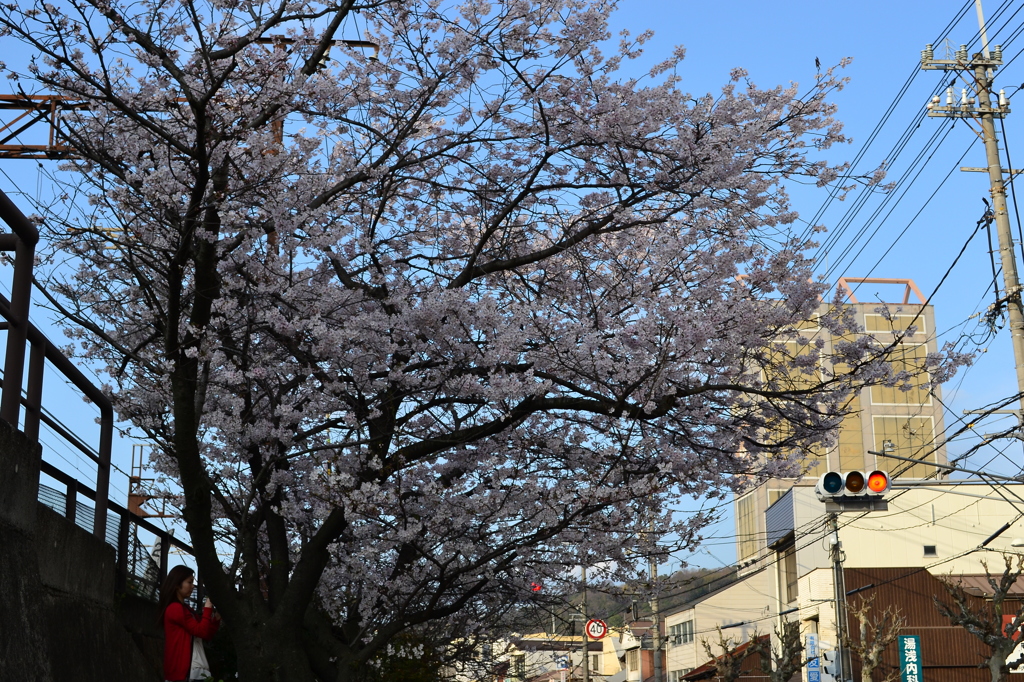 桜　カメラ女子