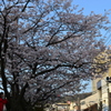 桜　カメラ女子