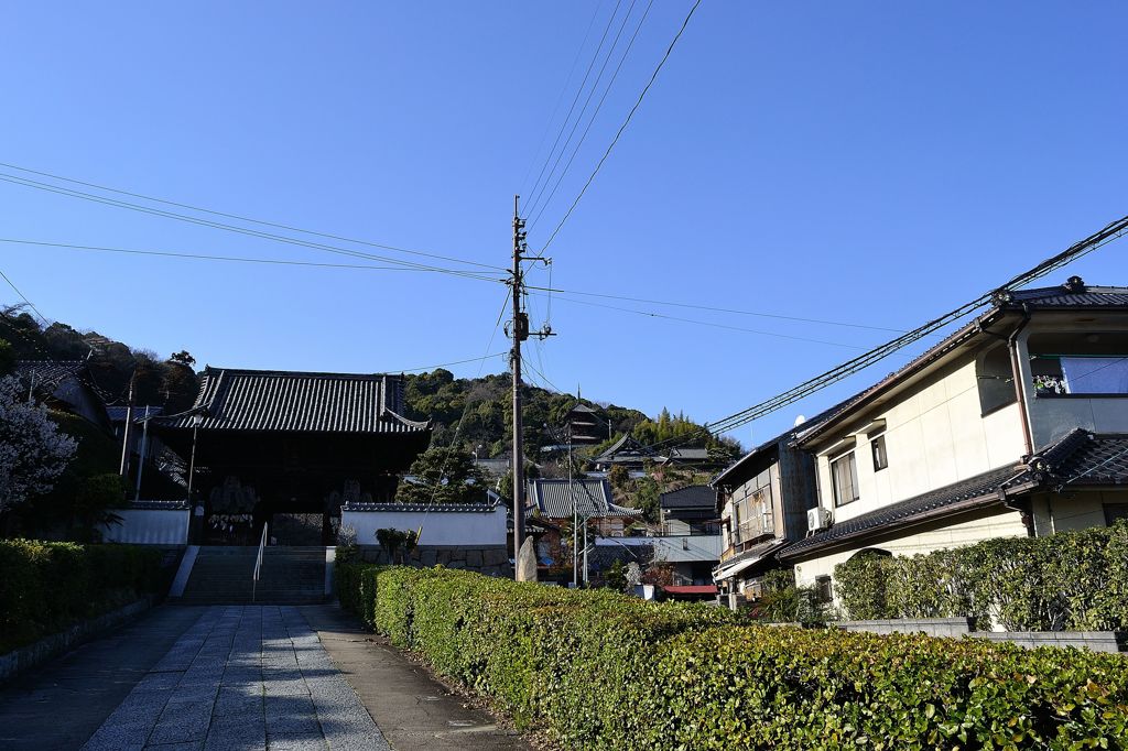 尾道　桜通信　続報
