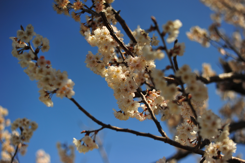今年の桜