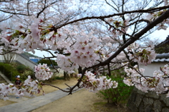 桜通信