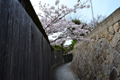 桜と石畳