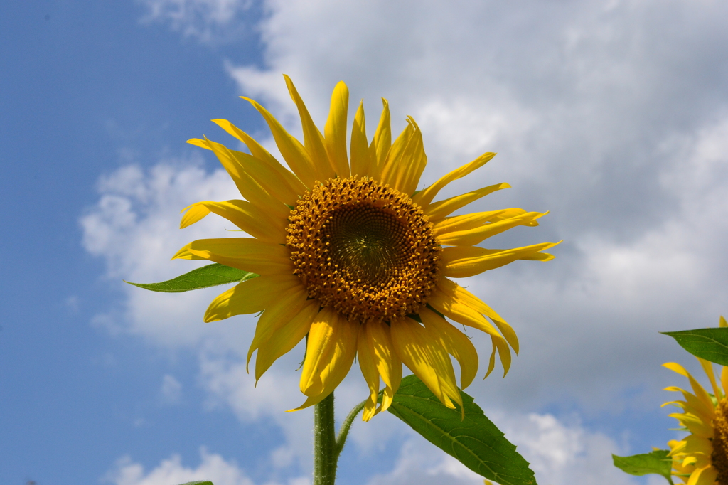 蒜山近くのひまわり